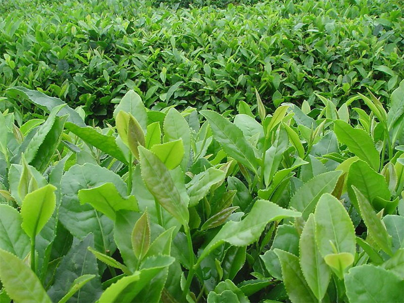 中国农业的出路：：从1．0向4．0演进