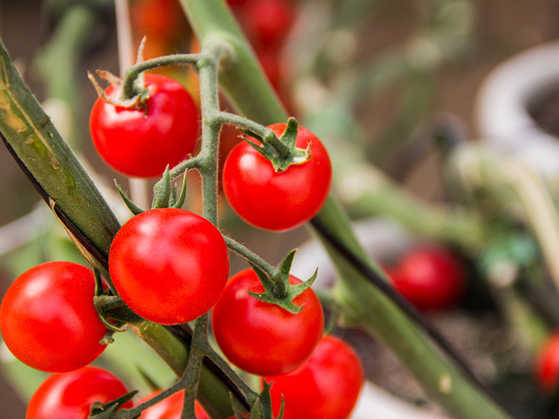 有机肥和无机肥有哪些地方差别？？