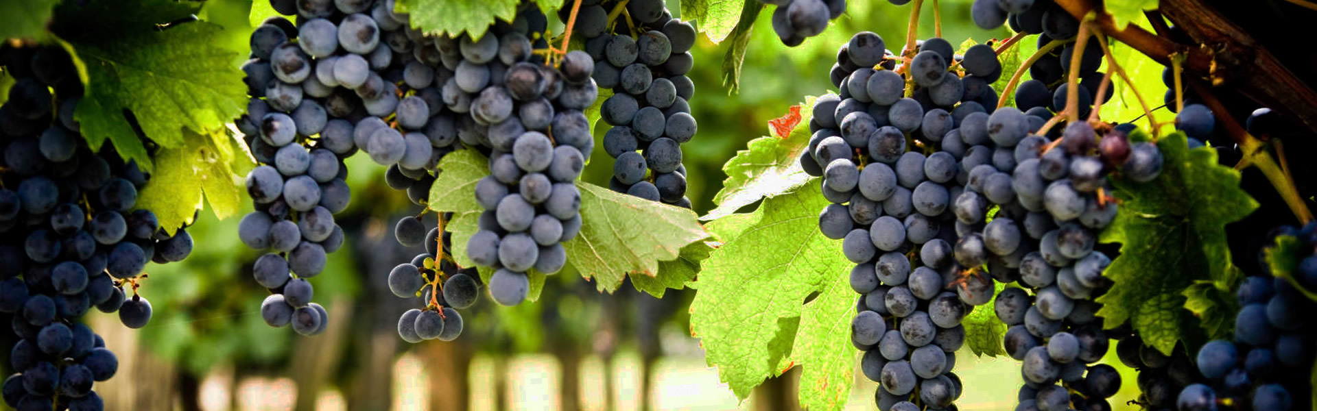 联系海洋之神hy590